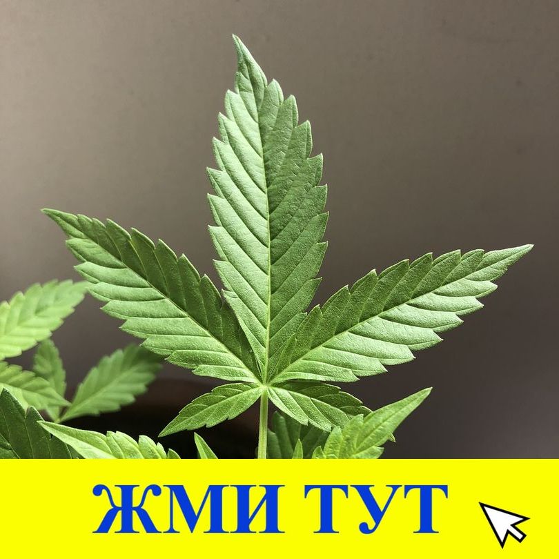 Купить наркотики в Адыгейске